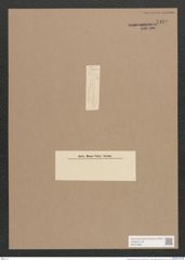 Diatomeae indet. (de-Toni-Nr.: Species 2539 ?) Zeichnungen Sammlung Grunow Nr. 5100 (NHMW-BOT-W0373380)